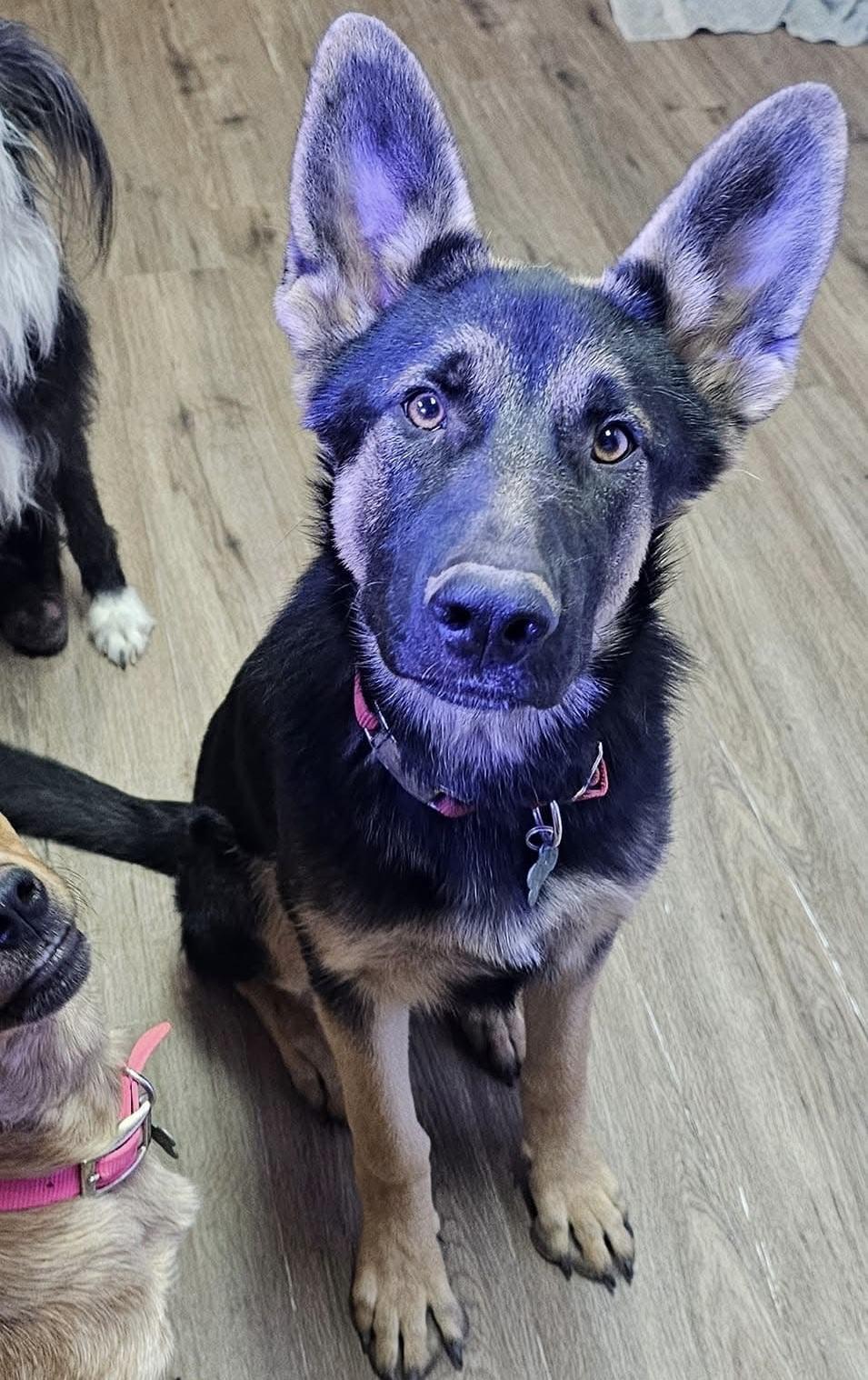 Opie, Adoptable, Young Male German Shepherd Dog.