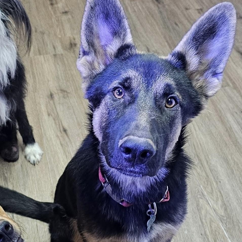 Opie, an adoptable German Shepherd Dog in Pocatello, ID, 83202 | Photo Image 1