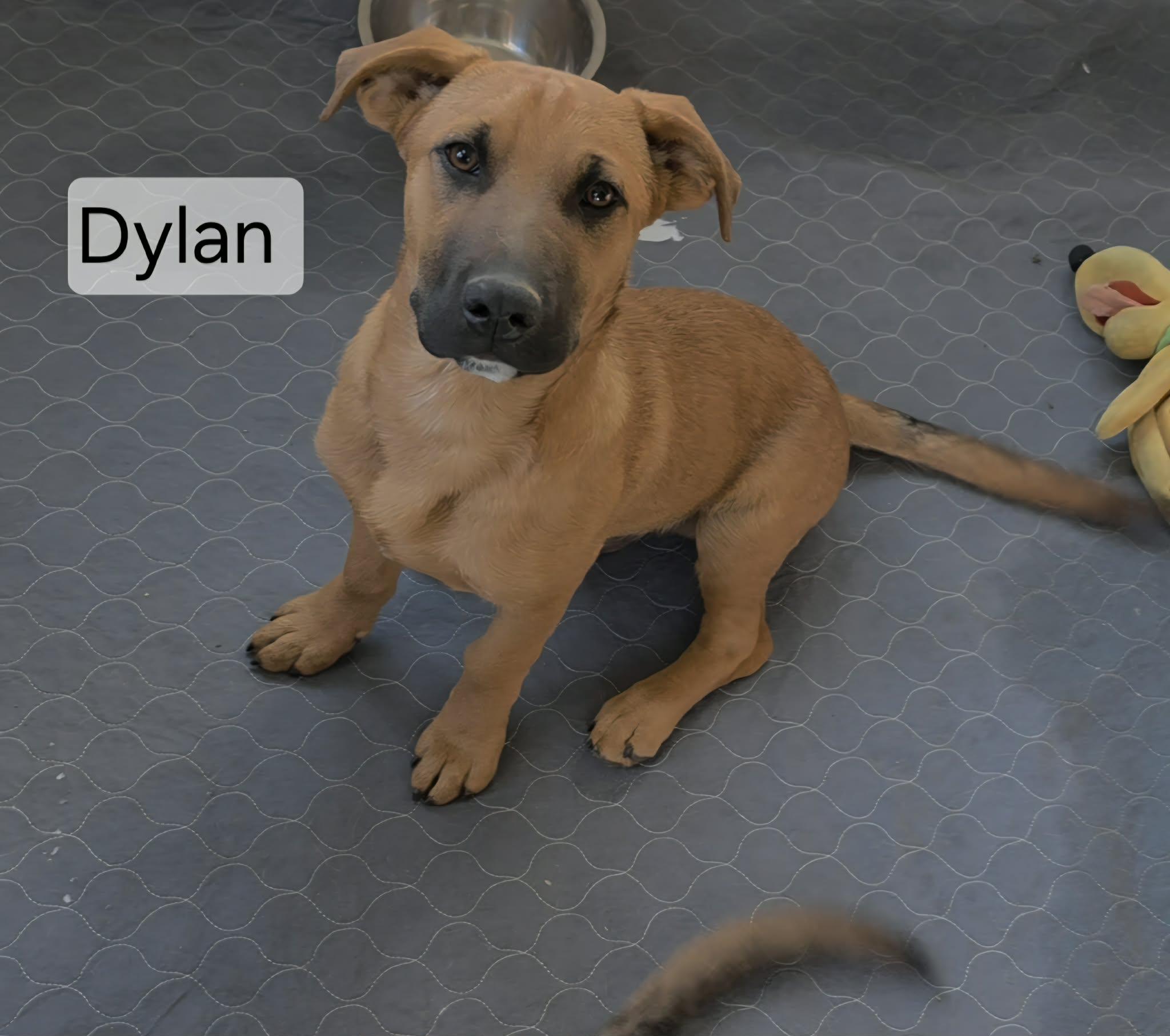 Enlarge Dylan. ADOPT PENDING, a ADOPTABLE mixed breed in Union Grove, WI image 1/3
