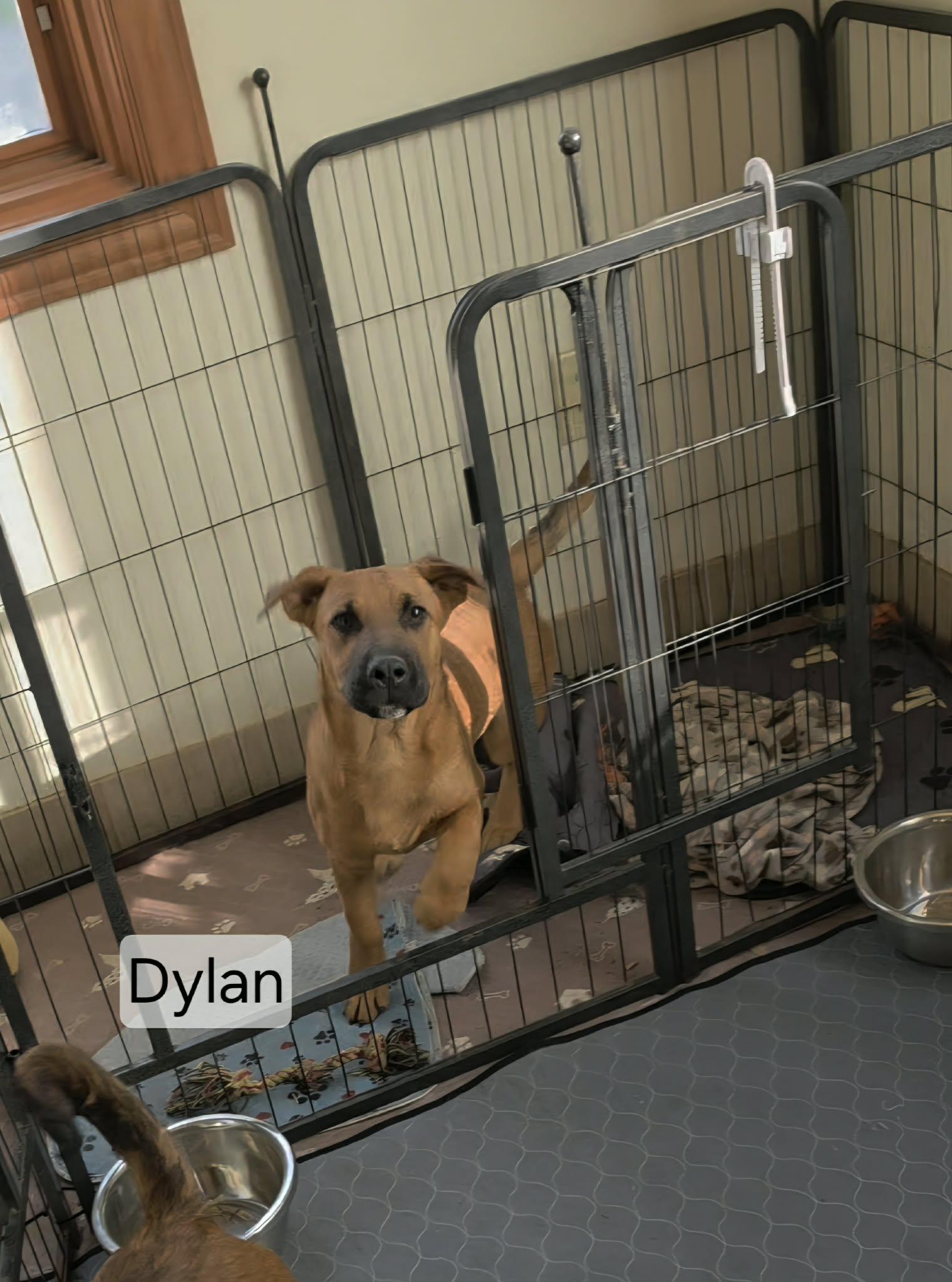 Enlarge Dylan. ADOPT PENDING, a ADOPTABLE mixed breed in Union Grove, WI image 3/3
