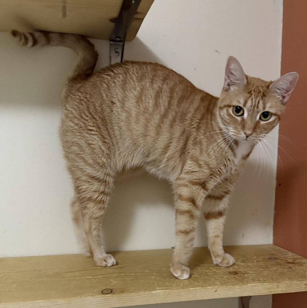Ginny Weasley, a Adoptable Domestic Short Hair in Binghamton, NY image 5/6
