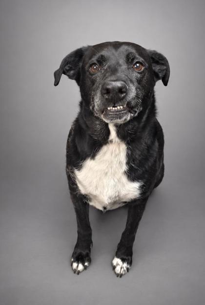 Honey, Adoptable, Adult Female Labrador Retriever & Mixed Breed.