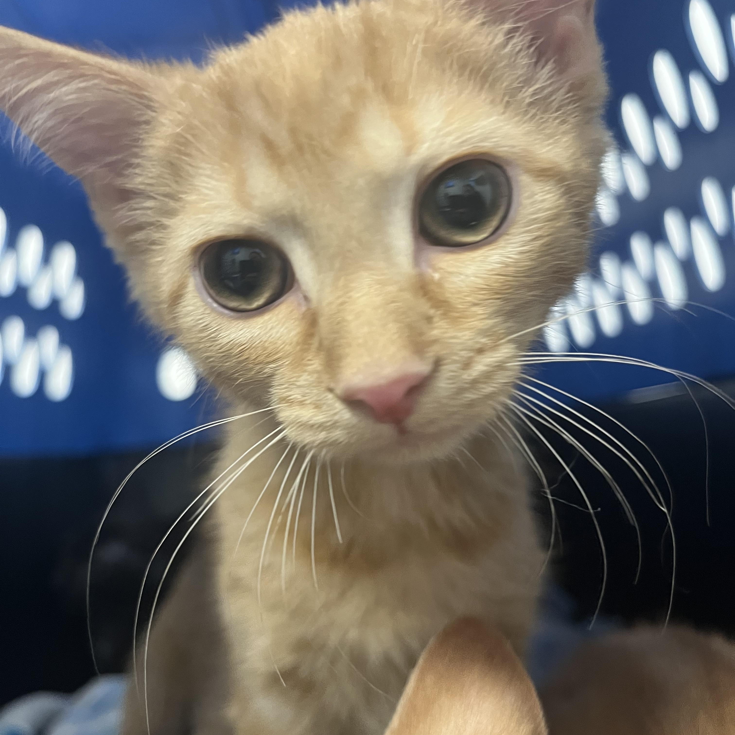 Enlarge Sarah, an adopted Domestic Short Hair in Moorestown, NJ image 2/3