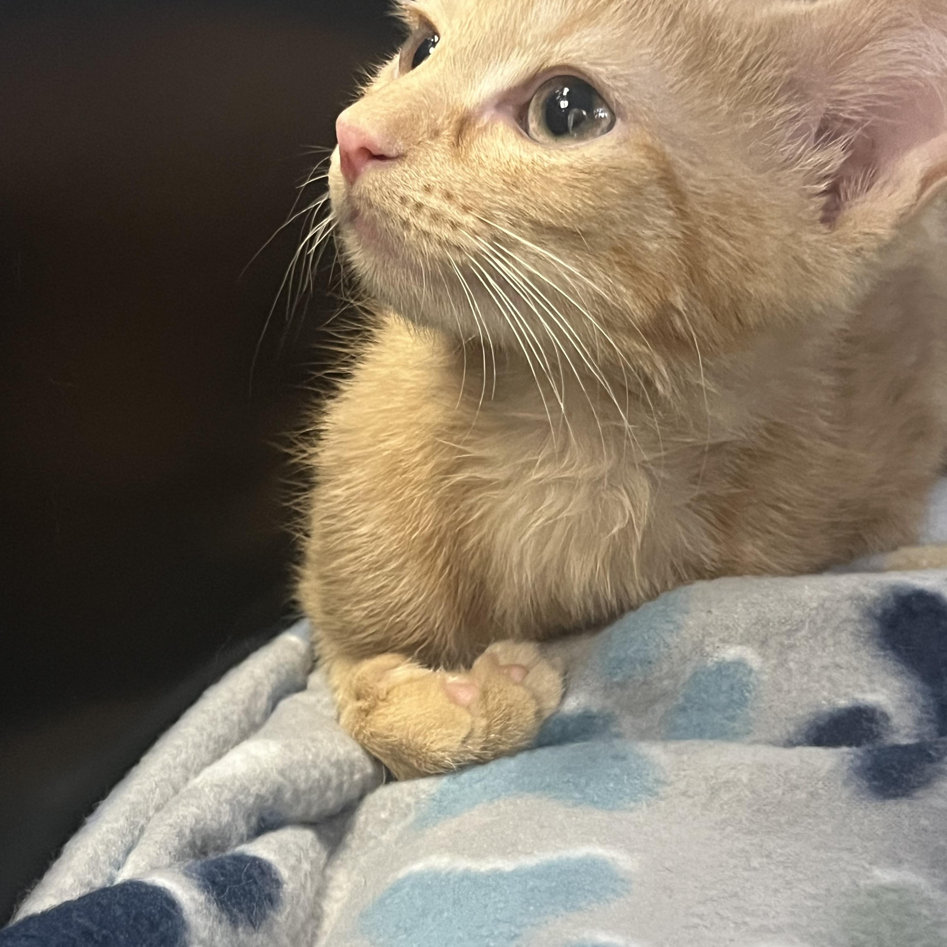 Sarah, adopted, Kitten Female Domestic Short Hair.