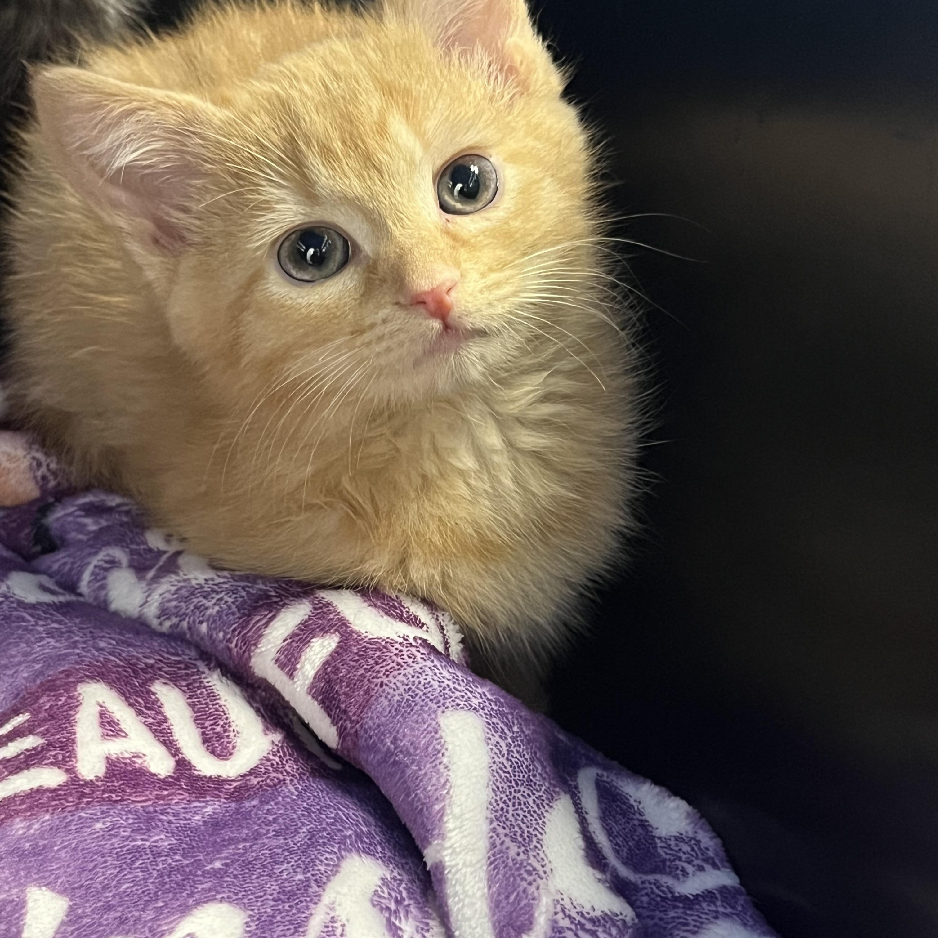 Enlarge Sarah, an adopted Domestic Short Hair in Moorestown, NJ image 3/3