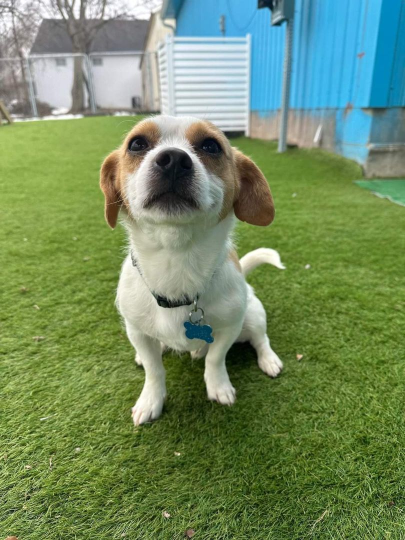 Adoptable Dogs Dogs Forever Cedar Rapids, Iowa