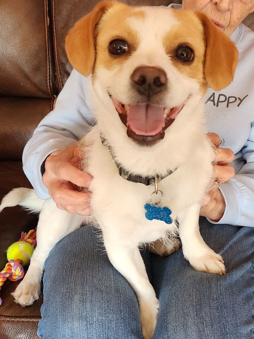 Adoptable Dogs Dogs Forever Cedar Rapids, Iowa