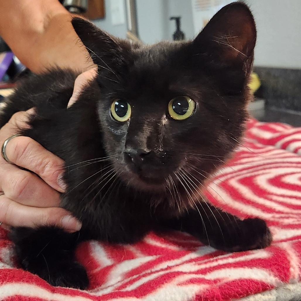 Haru, a Adoptable Domestic Short Hair in Brighton, MO image 2/3