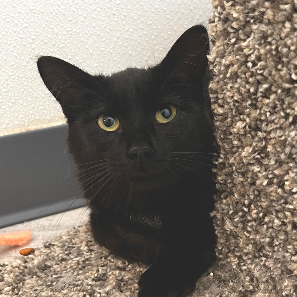 Haru, a Adoptable Domestic Short Hair in Brighton, MO image 3/3