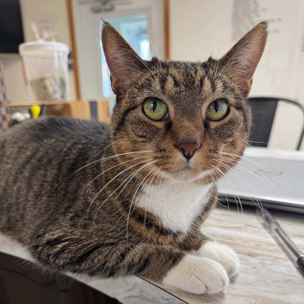 Hazel, Adoptable, Senior Female Domestic Short Hair.