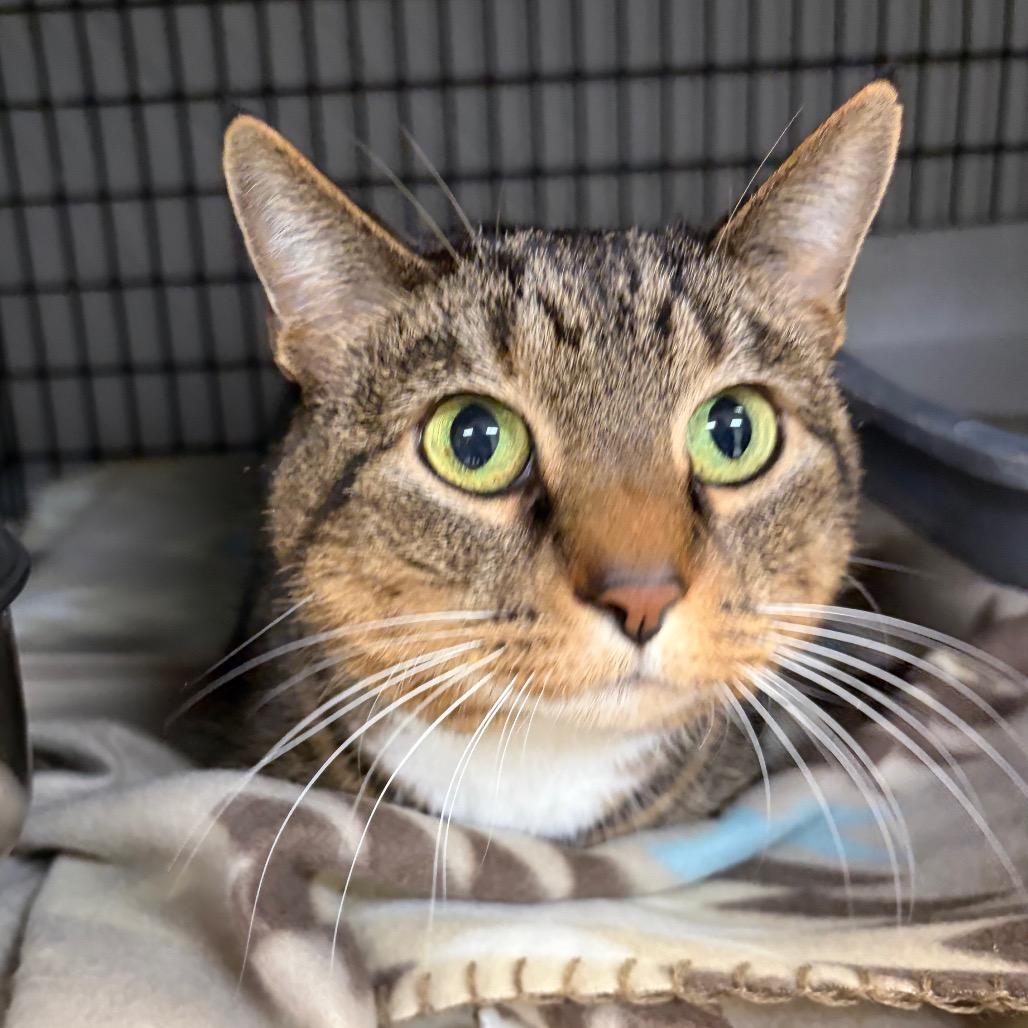 Hazel, a Adoptable Domestic Short Hair in Milford, IA image 2/4