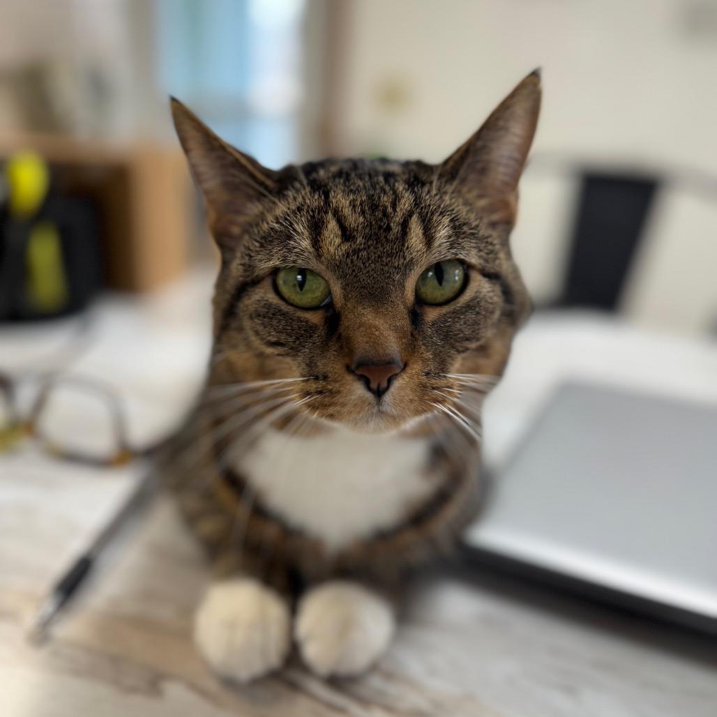 Hazel, a Adoptable Domestic Short Hair in Milford, IA image 3/4