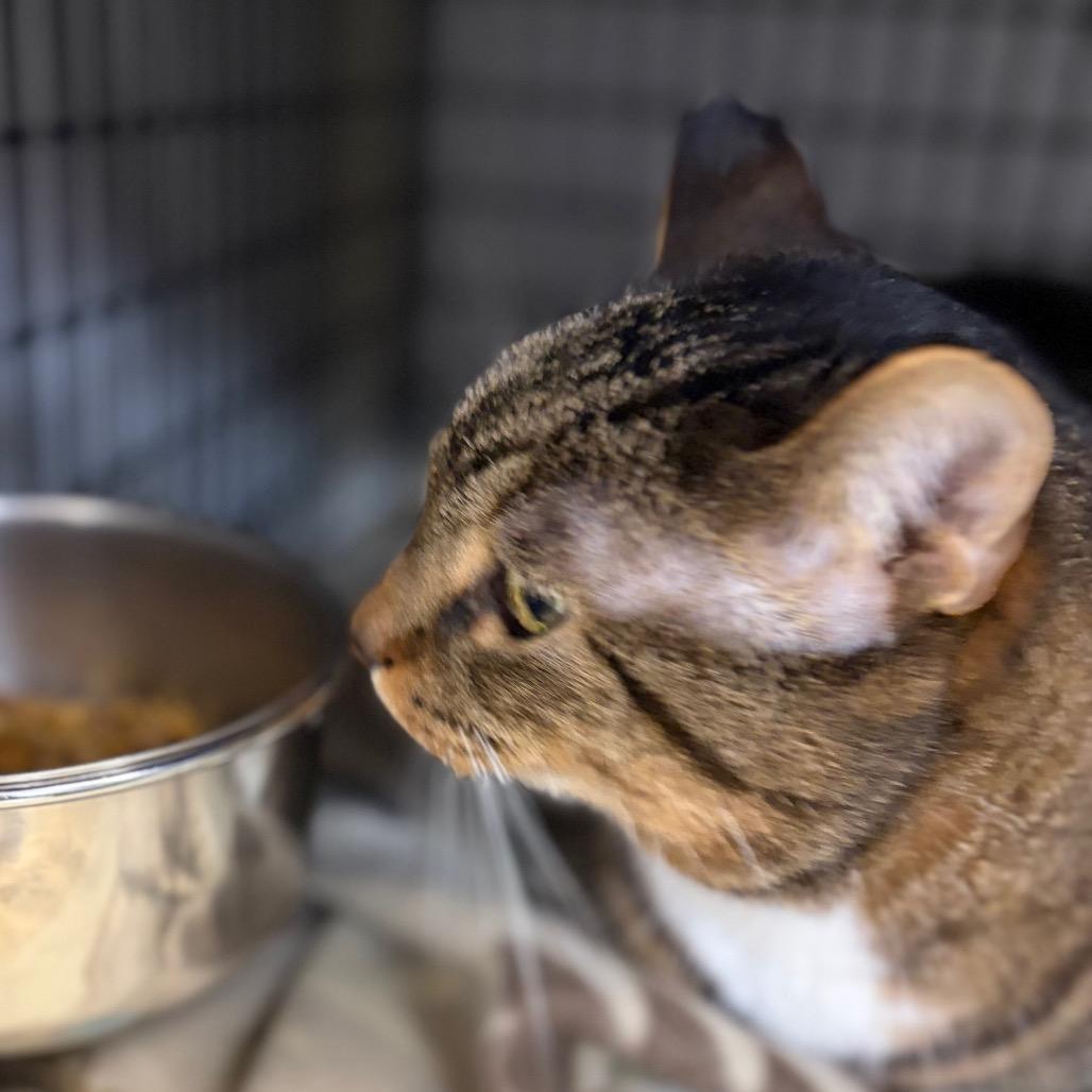 Hazel, a Adoptable Domestic Short Hair in Milford, IA image 4/4