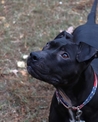 Misty fka Dunkin Glaze, Adoptable, Adult Female Mixed Breed & Mixed Breed.