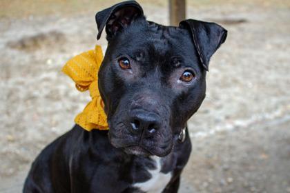 Enlarge Misty fka Dunkin Glaze, a Adoptable Mixed Breed in West Chester, PA image 2/3