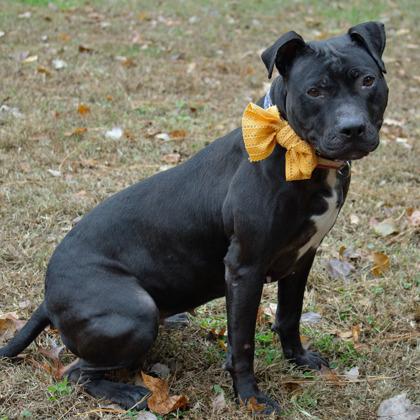 Enlarge Misty fka Dunkin Glaze, a Adoptable Mixed Breed in West Chester, PA image 3/3