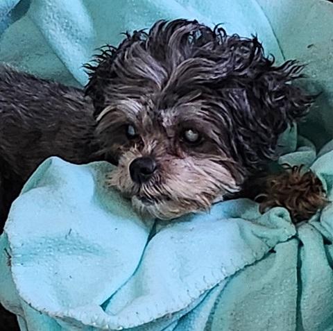 Dorothy, aka: Dodie, ADOPTABLE, Senior Female Poodle.