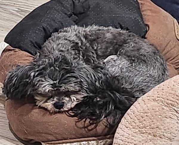 Enlarge Dorothy, aka: Dodie, a ADOPTABLE mixed breed in Franklin, TN image 2/3