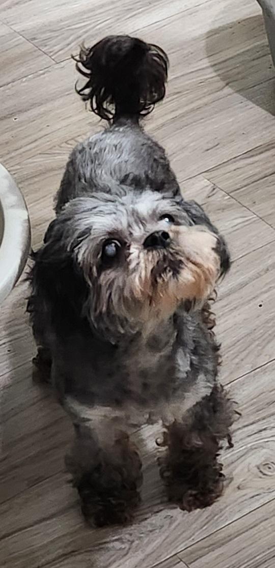 Enlarge Dorothy, aka: Dodie, a ADOPTABLE mixed breed in Franklin, TN image 3/3