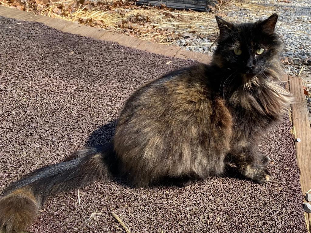 Enlarge Tortie, a Adoptable mixed breed in Parsons, WV image 1/1