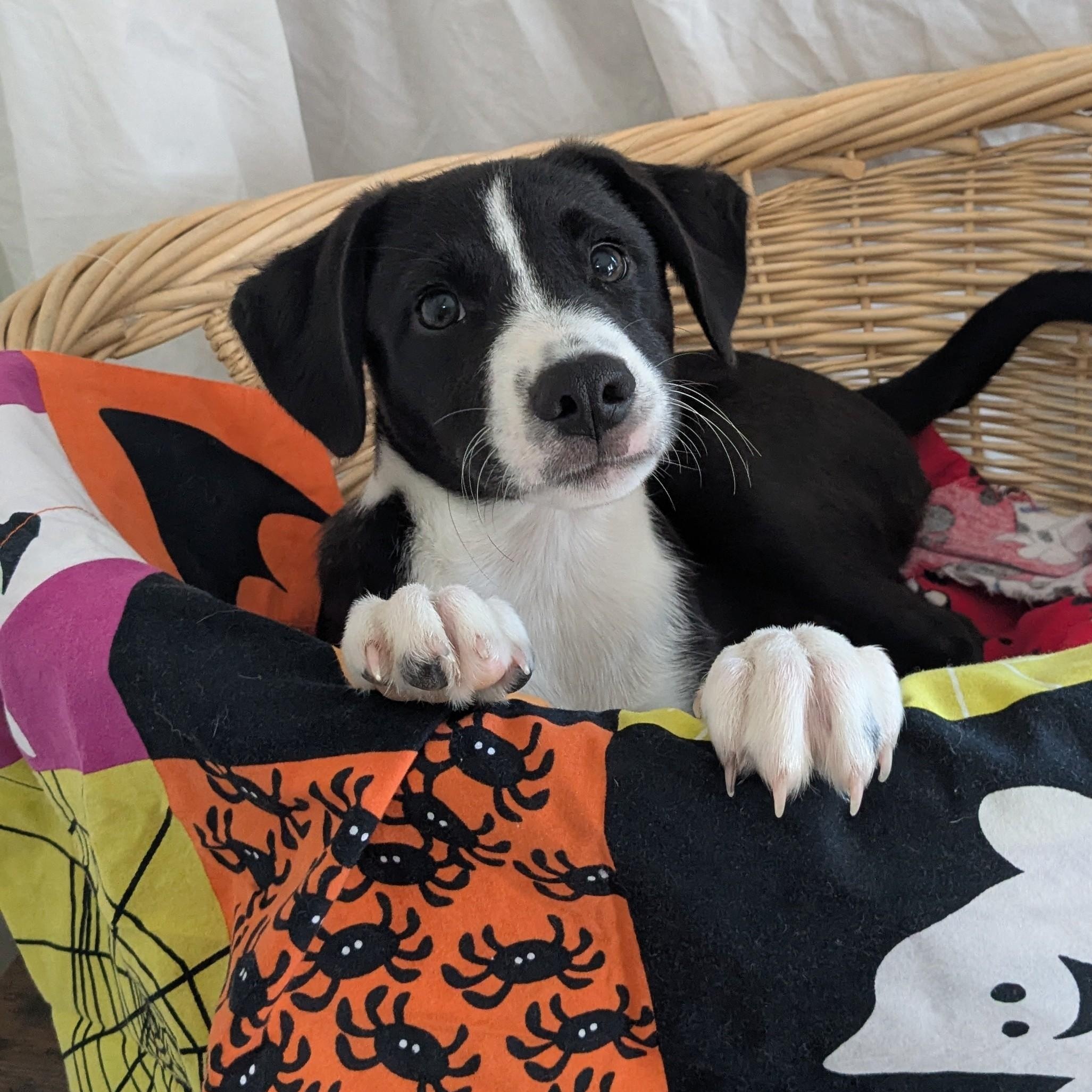 Enlarge Marcus, a Adoptable mixed breed in Pensacola, FL image 6/6