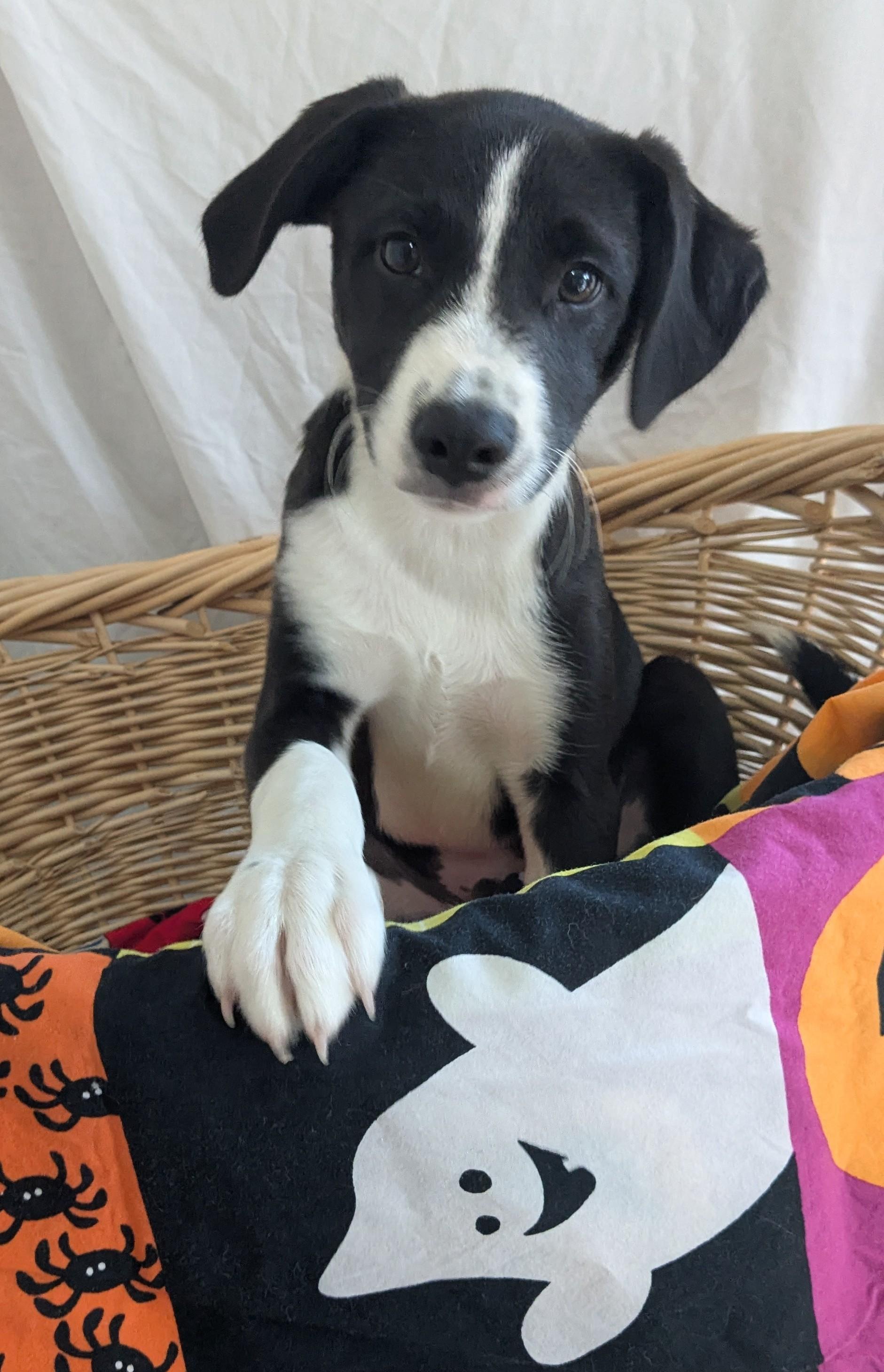 Marcus, Adoptable, Puppy Male Jack Russell Terrier & Hound.