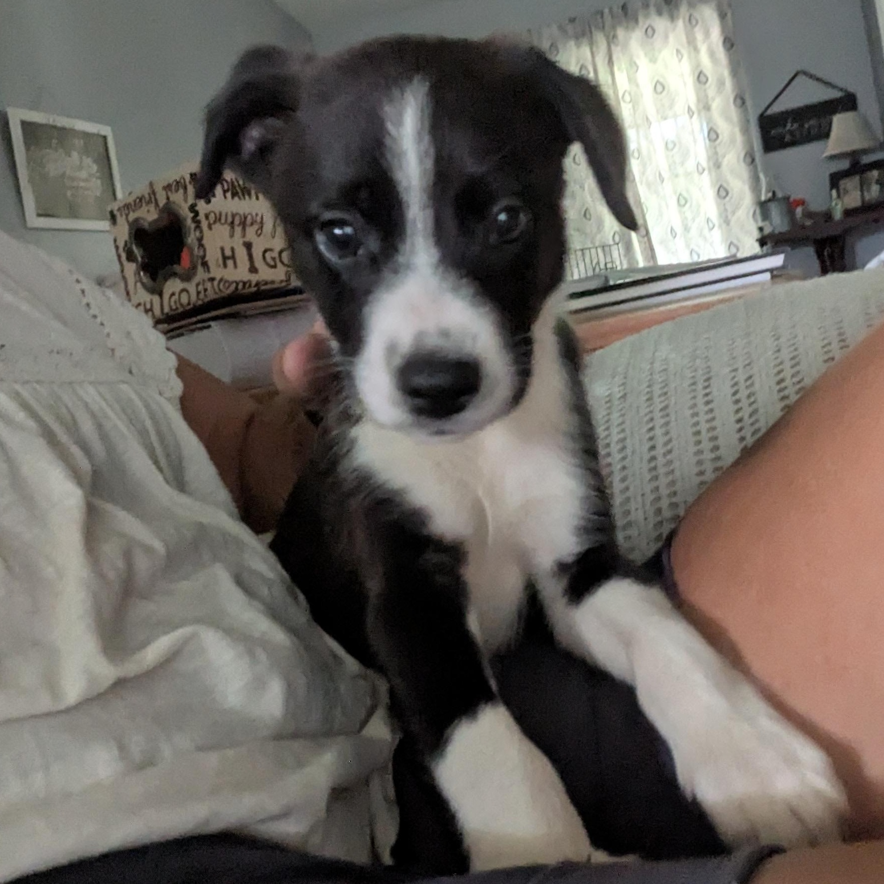 Enlarge Marcus, a Adoptable mixed breed in Pensacola, FL image 2/6