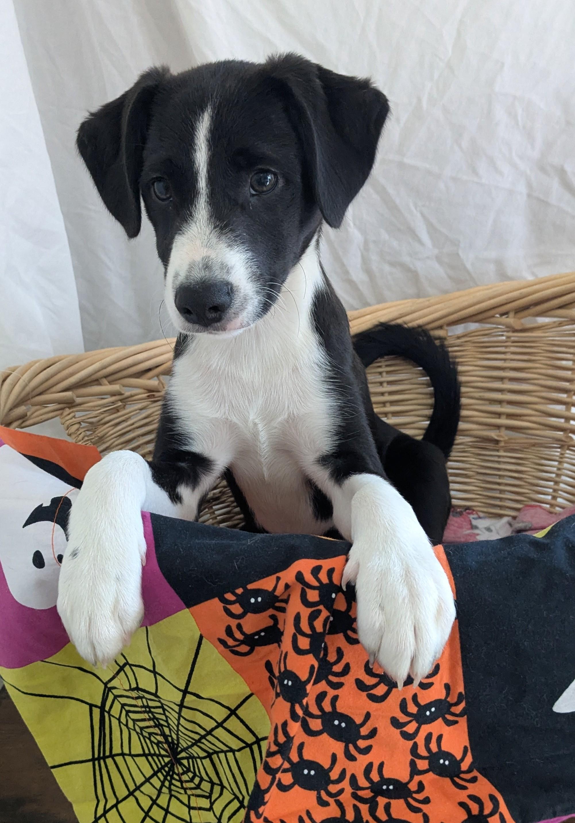 Enlarge Marcus, a Adoptable mixed breed in Pensacola, FL image 5/6