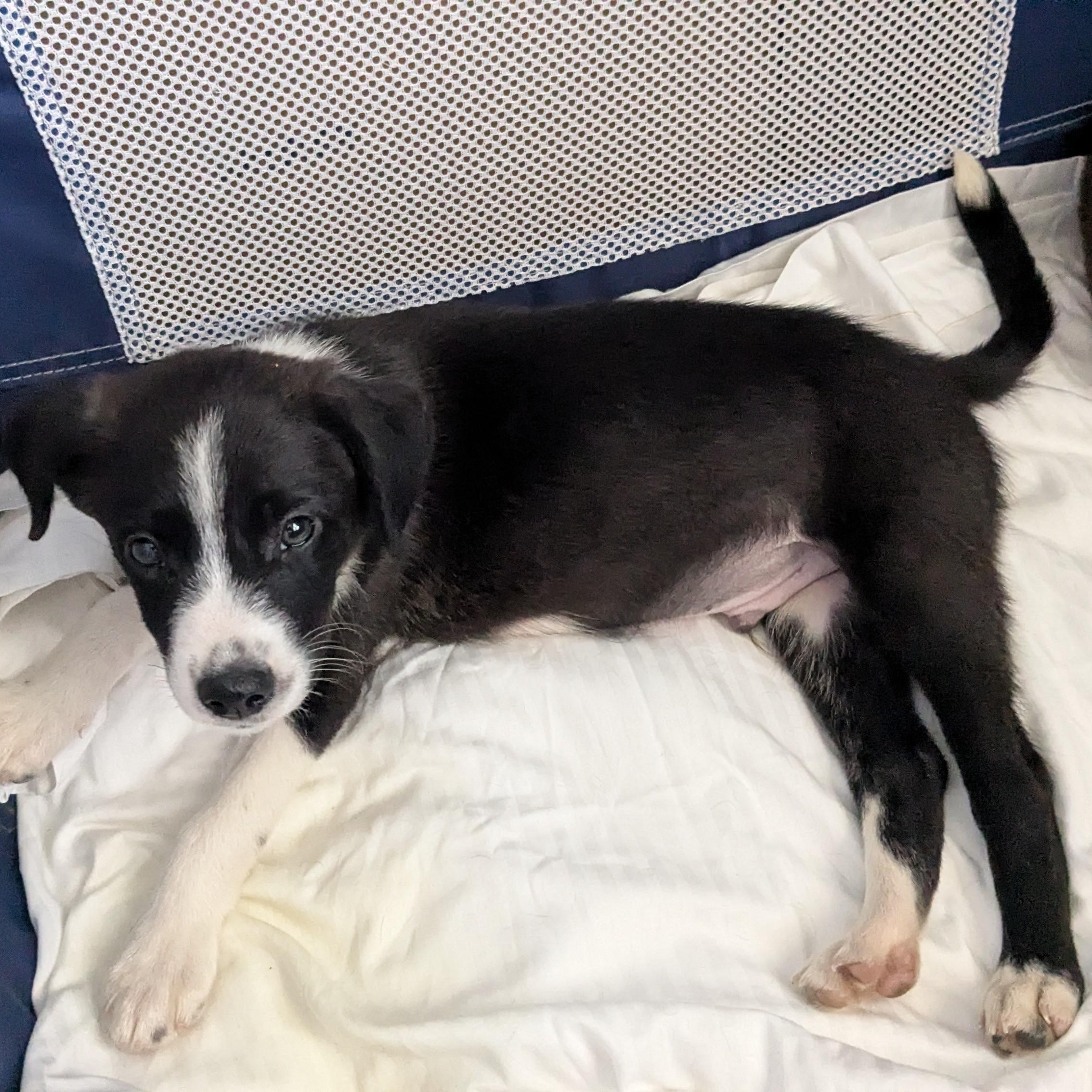 Enlarge Marcus, a Adoptable mixed breed in Pensacola, FL image 4/6