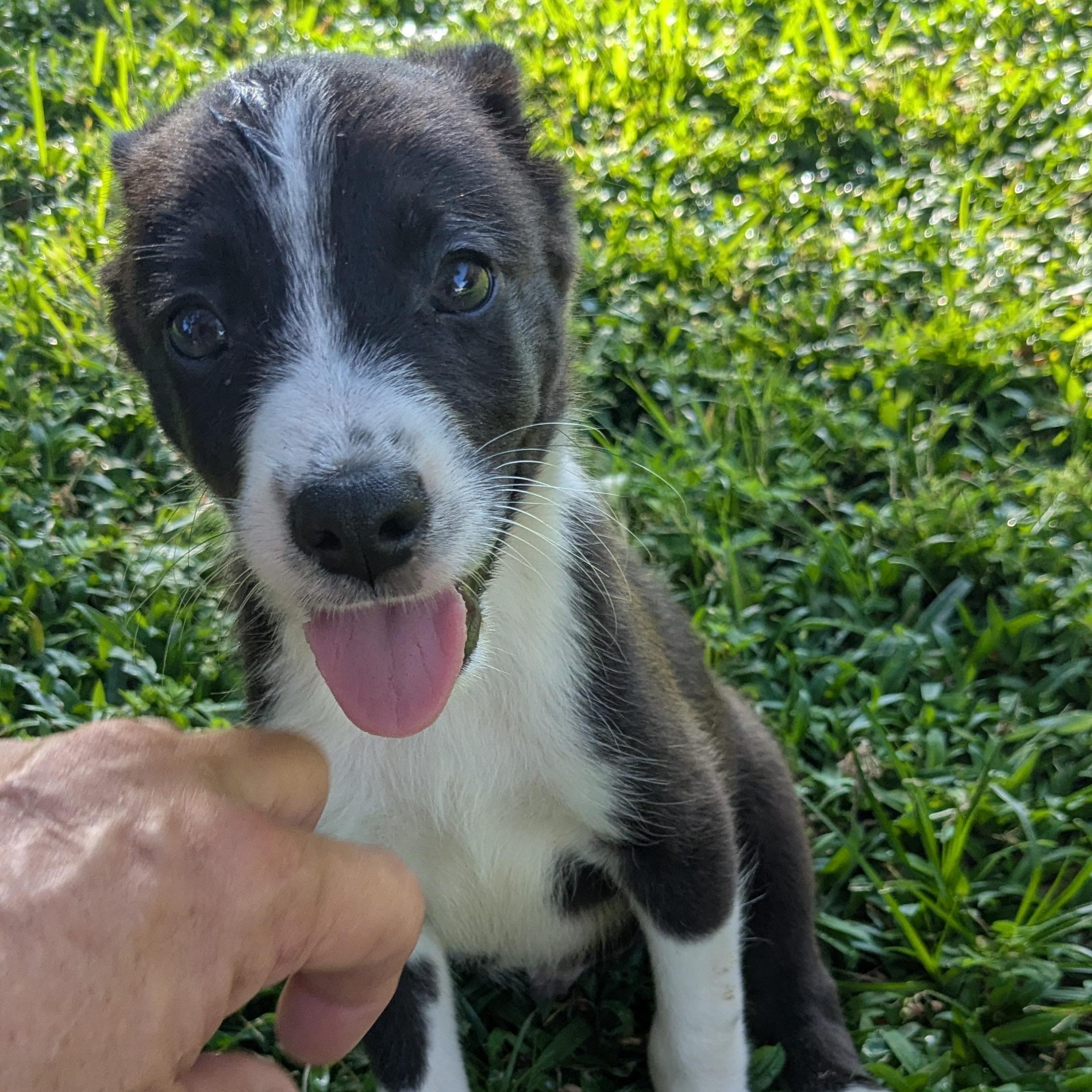 Enlarge Marcus, a Adoptable mixed breed in Pensacola, FL image 3/6