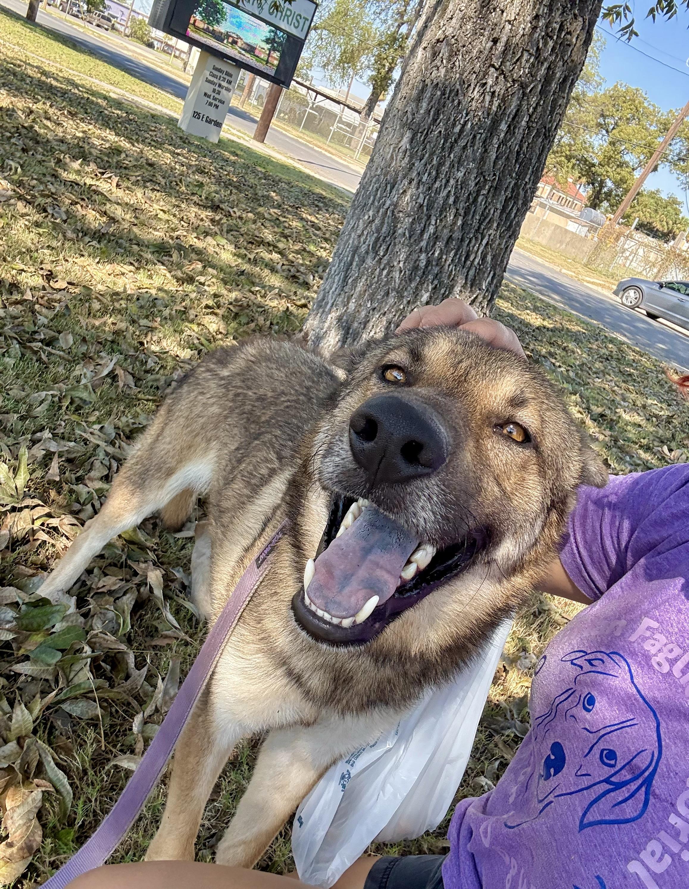 Enlarge Wiley, a Adopted mixed breed in Uvalde, TX image 1/6