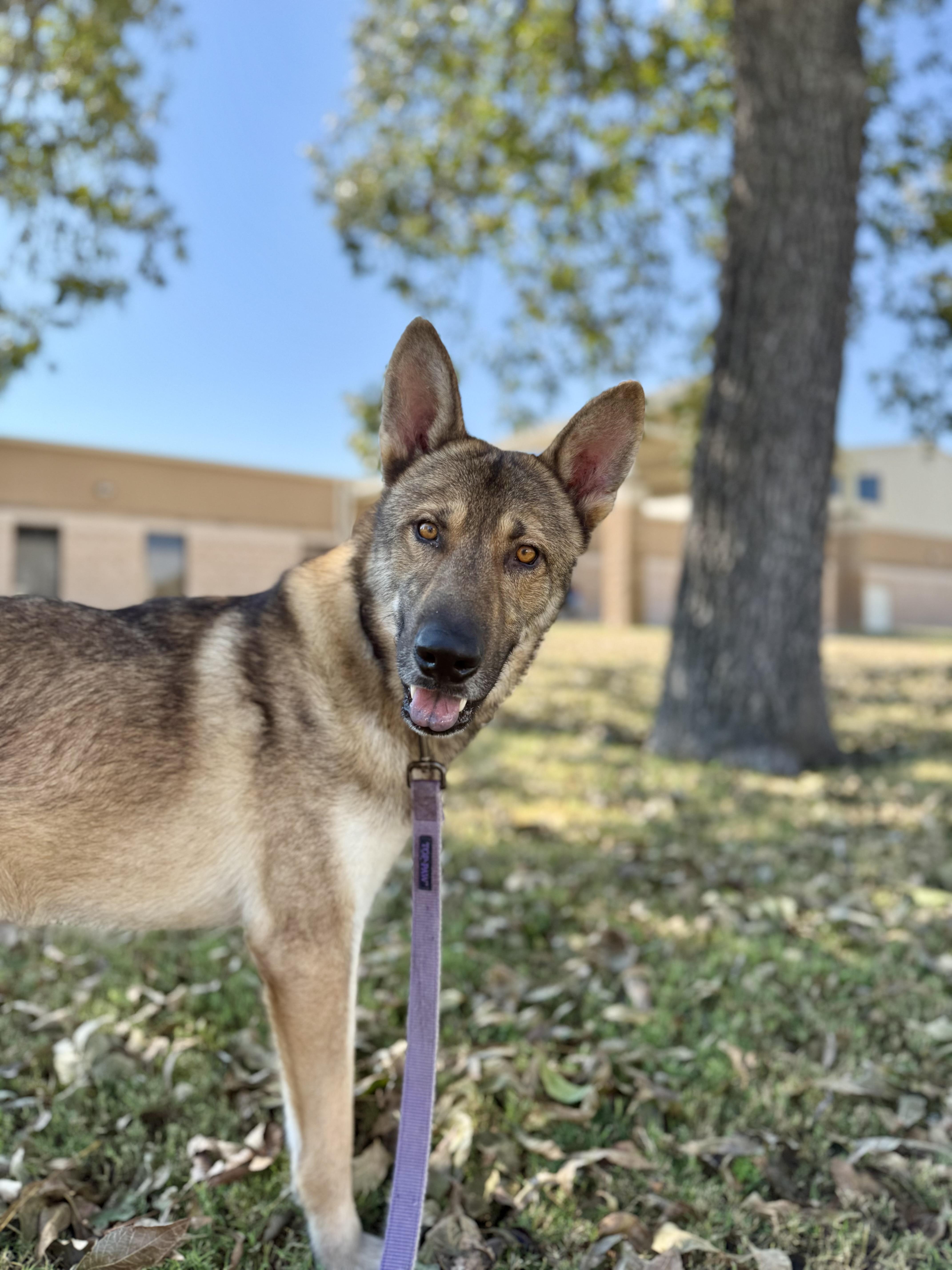 Enlarge Wiley, a Adopted mixed breed in Uvalde, TX image 2/6