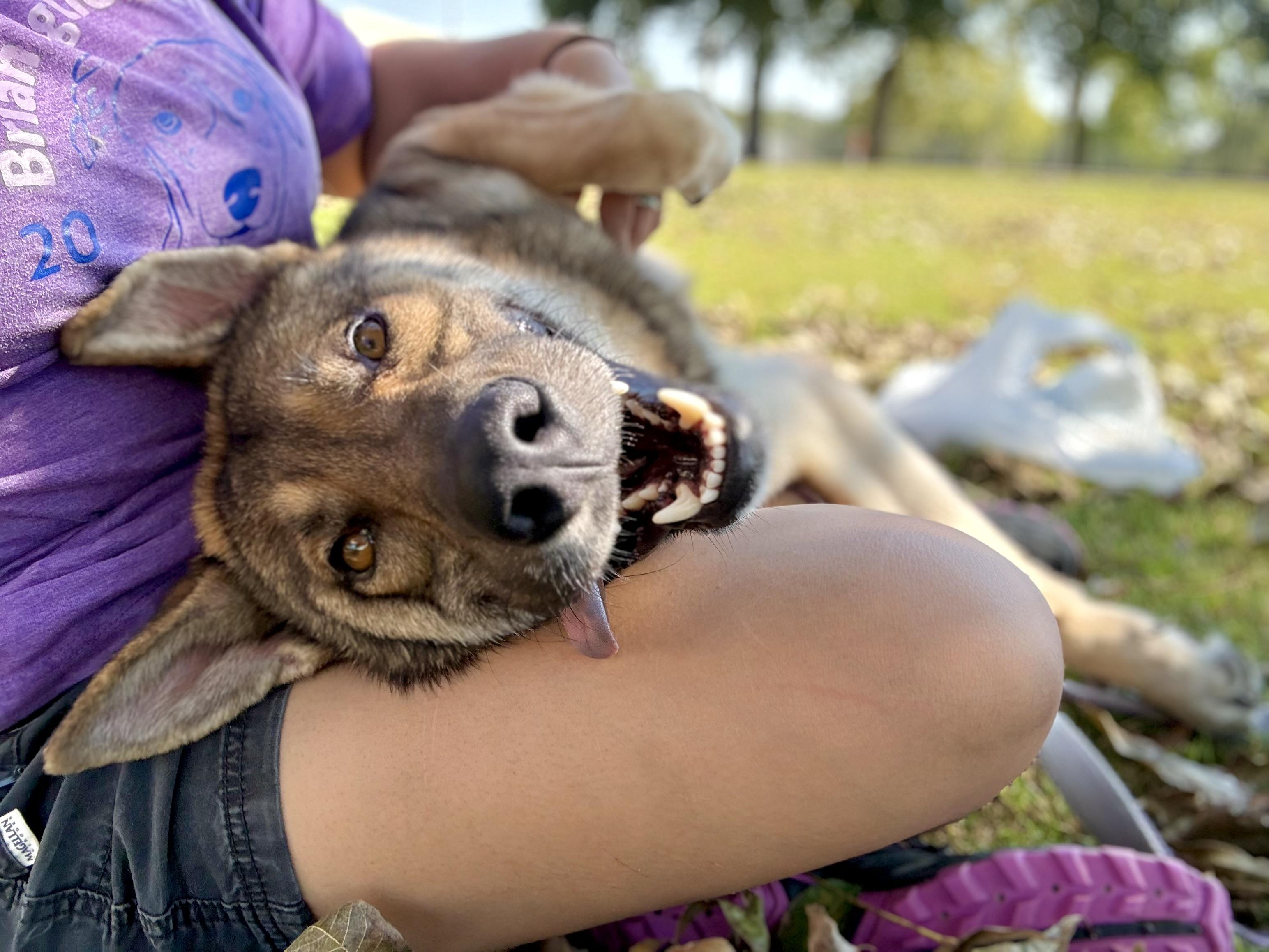 Enlarge Wiley, a Adopted mixed breed in Uvalde, TX image 3/6