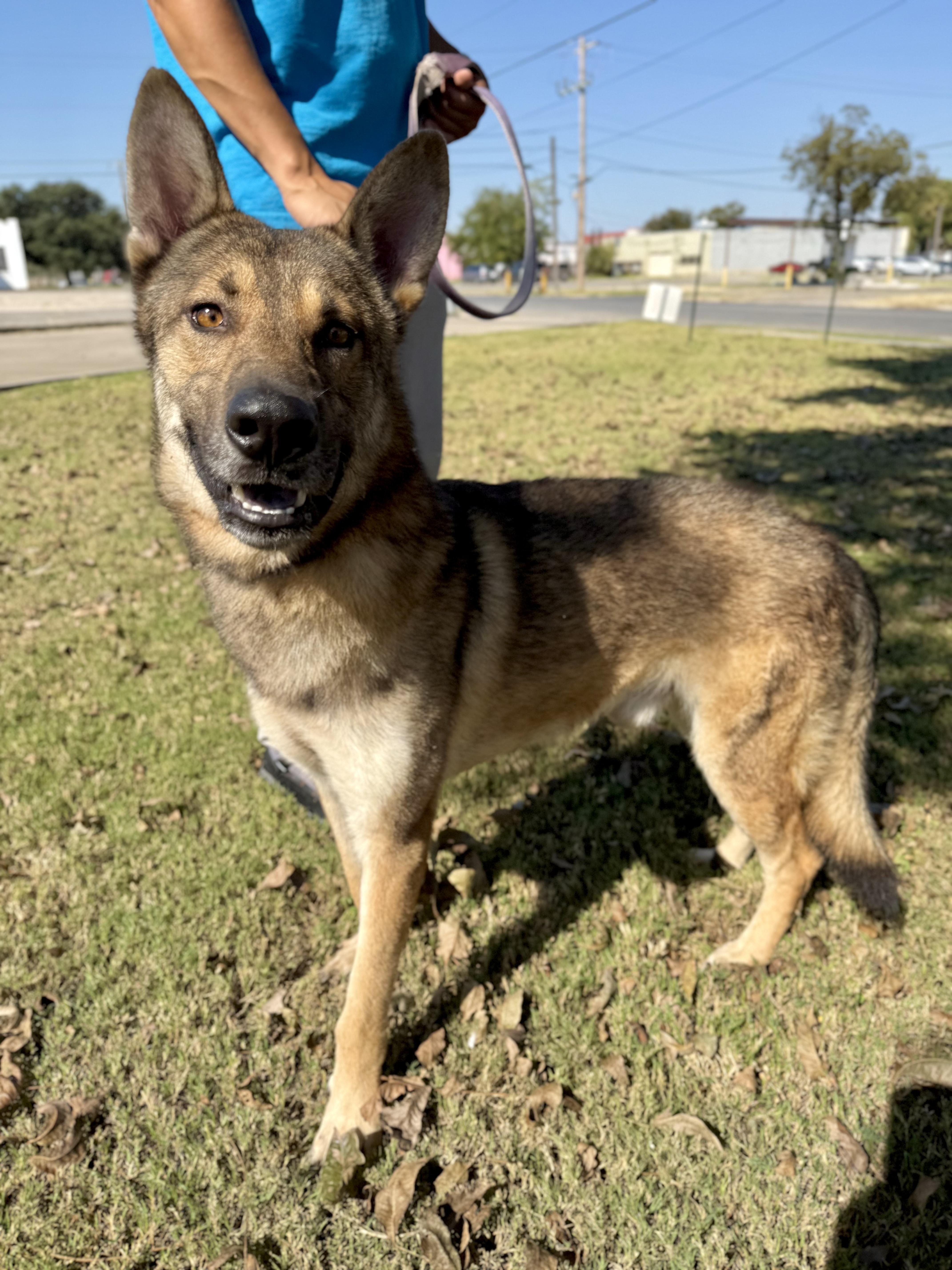 Enlarge Wiley, a Adopted mixed breed in Uvalde, TX image 4/6