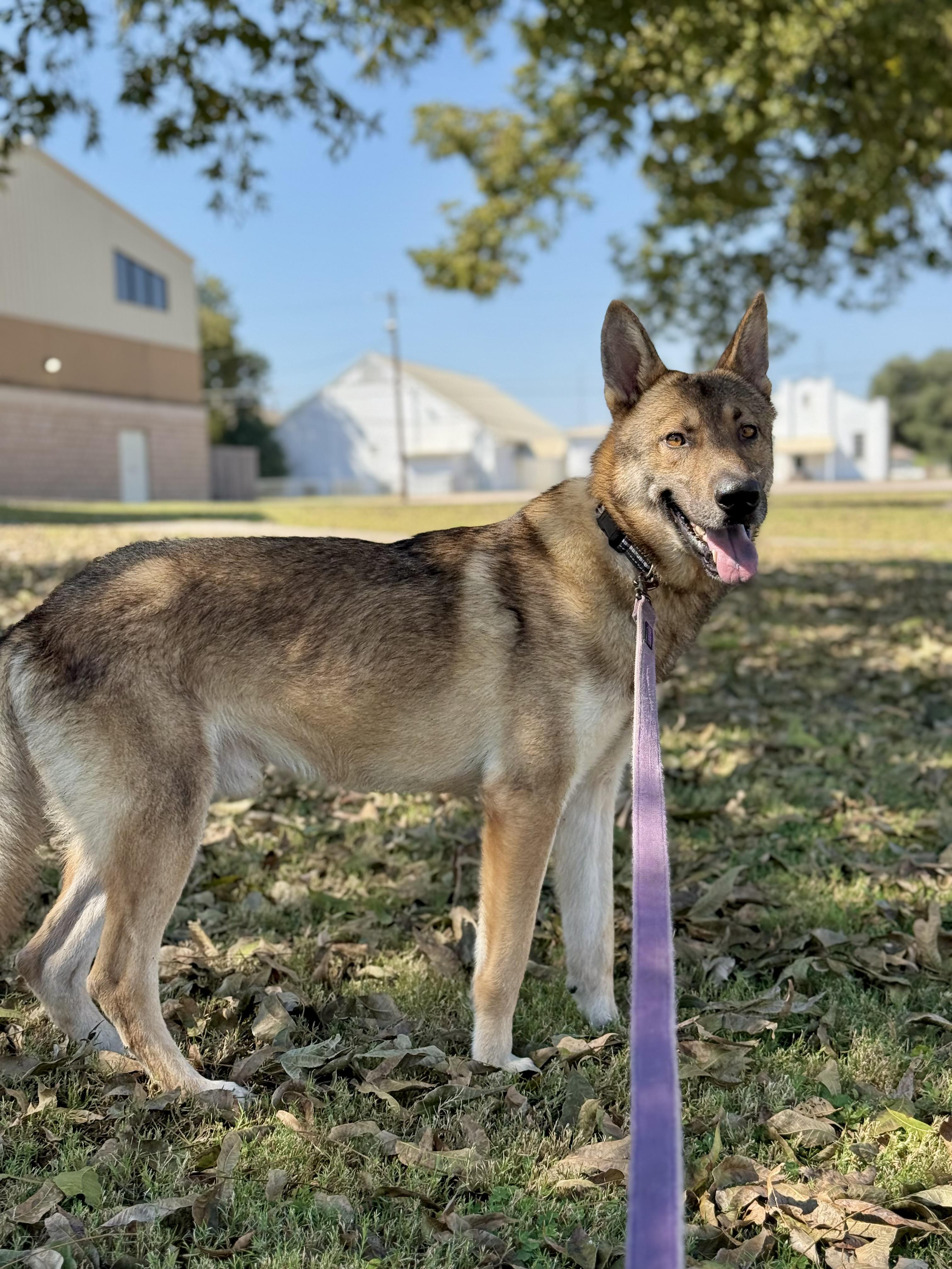Enlarge Wiley, a Adopted mixed breed in Uvalde, TX image 5/6