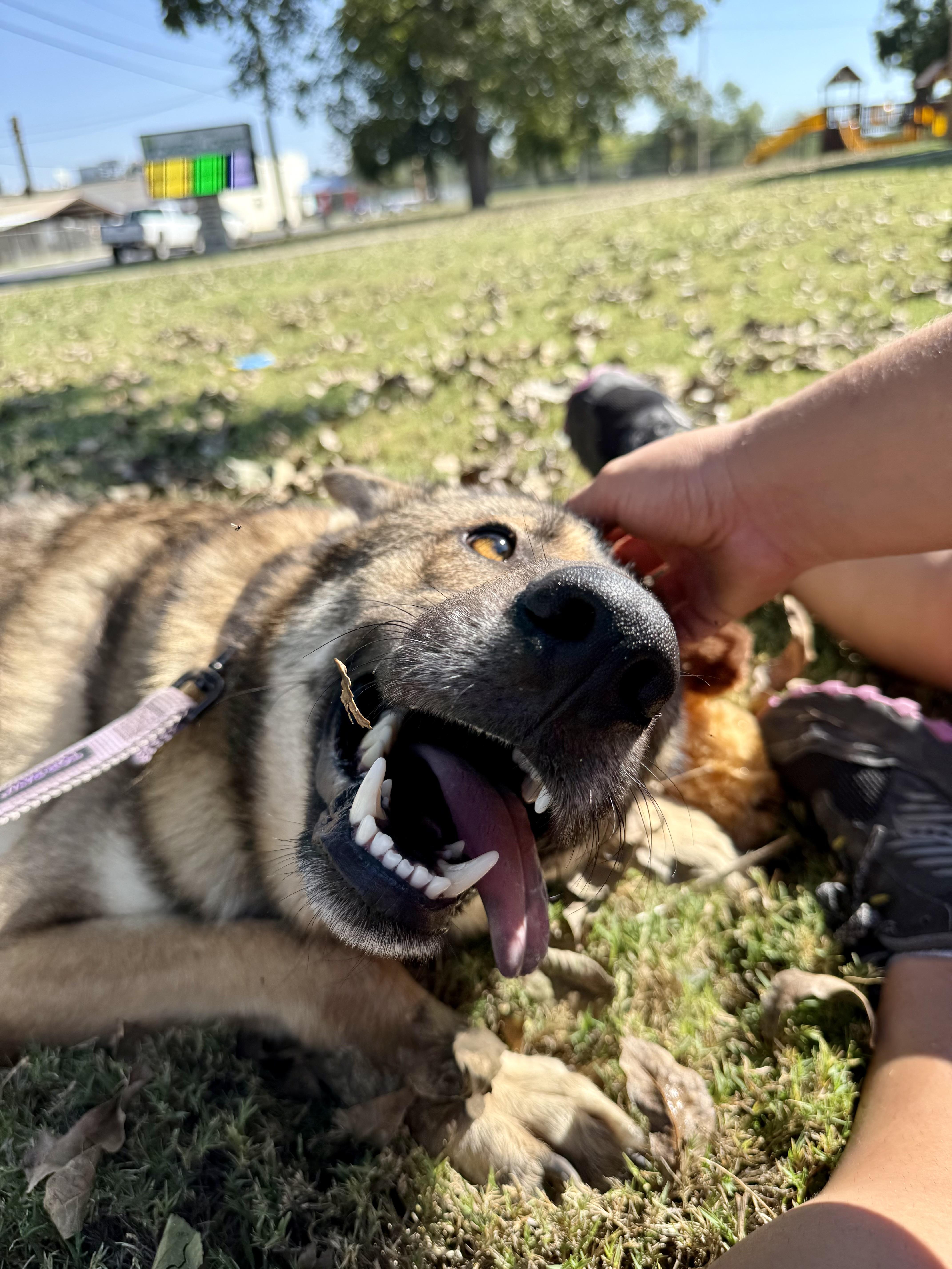 Enlarge Wiley, a Adopted mixed breed in Uvalde, TX image 6/6