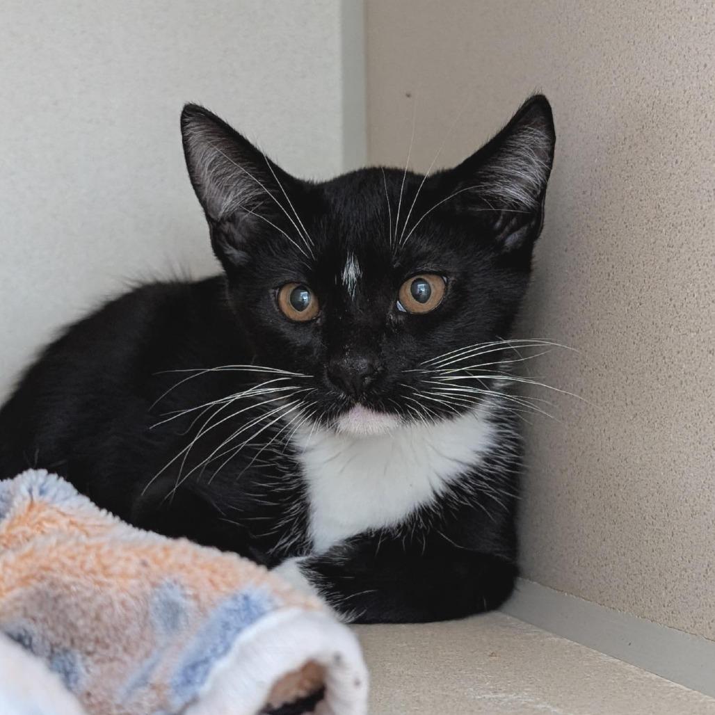 Passion Fruit, Adoptable, Kitten Male Domestic Short Hair.