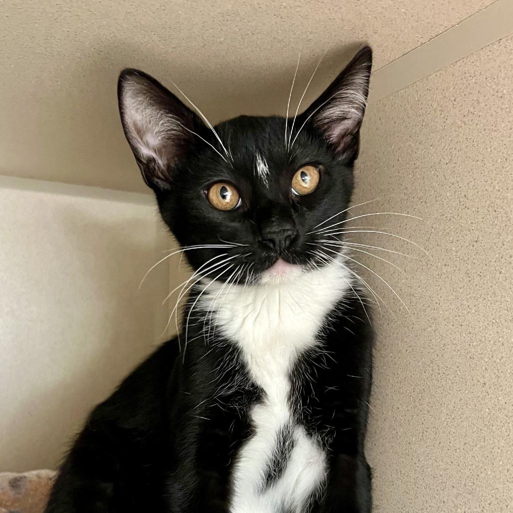 Enlarge Passion Fruit, a Adoptable Domestic Short Hair in Tacoma, WA image 2/2