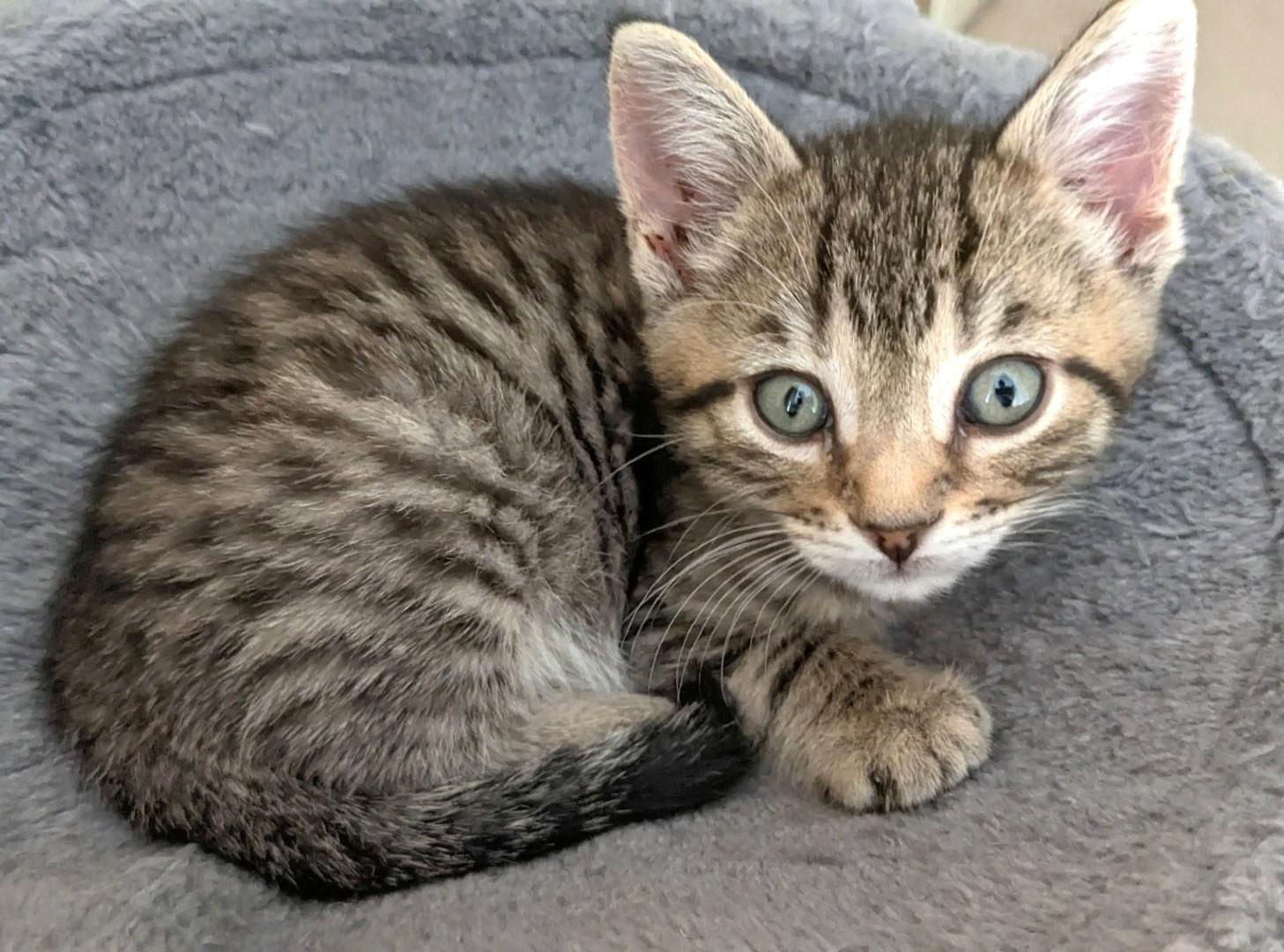 Twix, a Adoptable Tabby in Stoney Creek, ON image 2/4