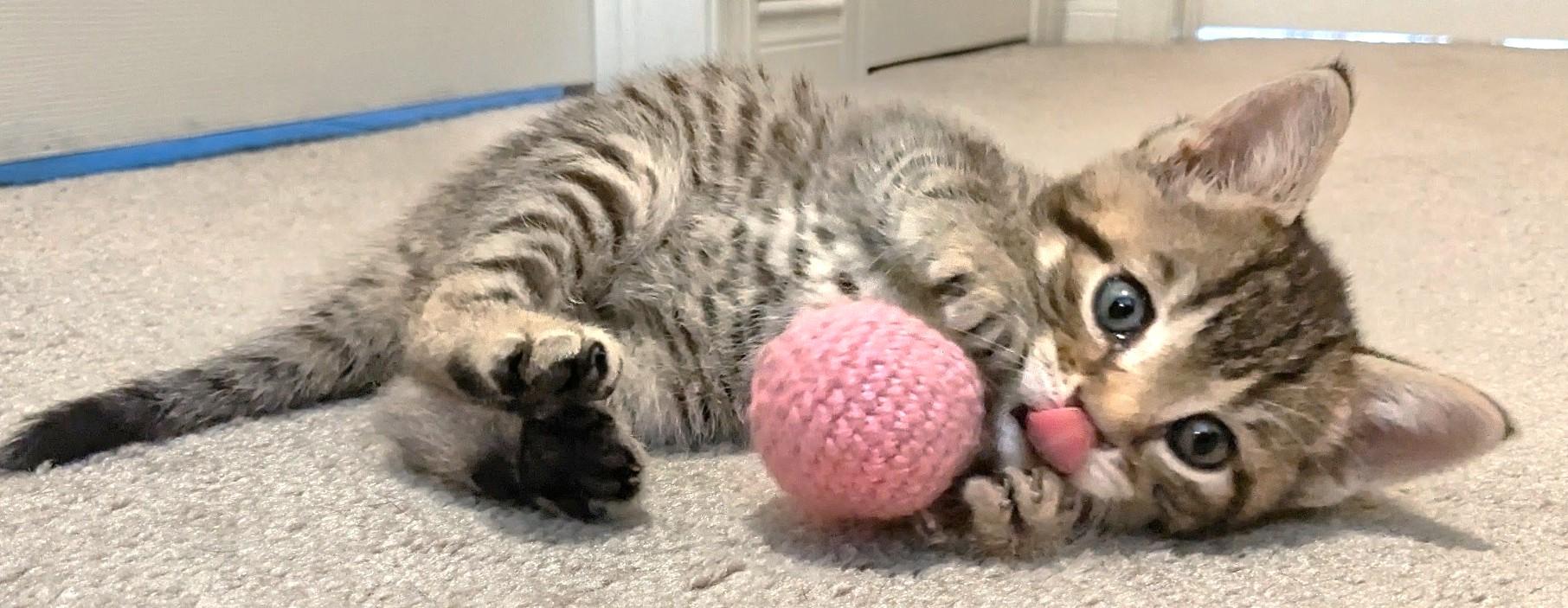Twix, a Adoptable Tabby in Stoney Creek, ON image 3/4