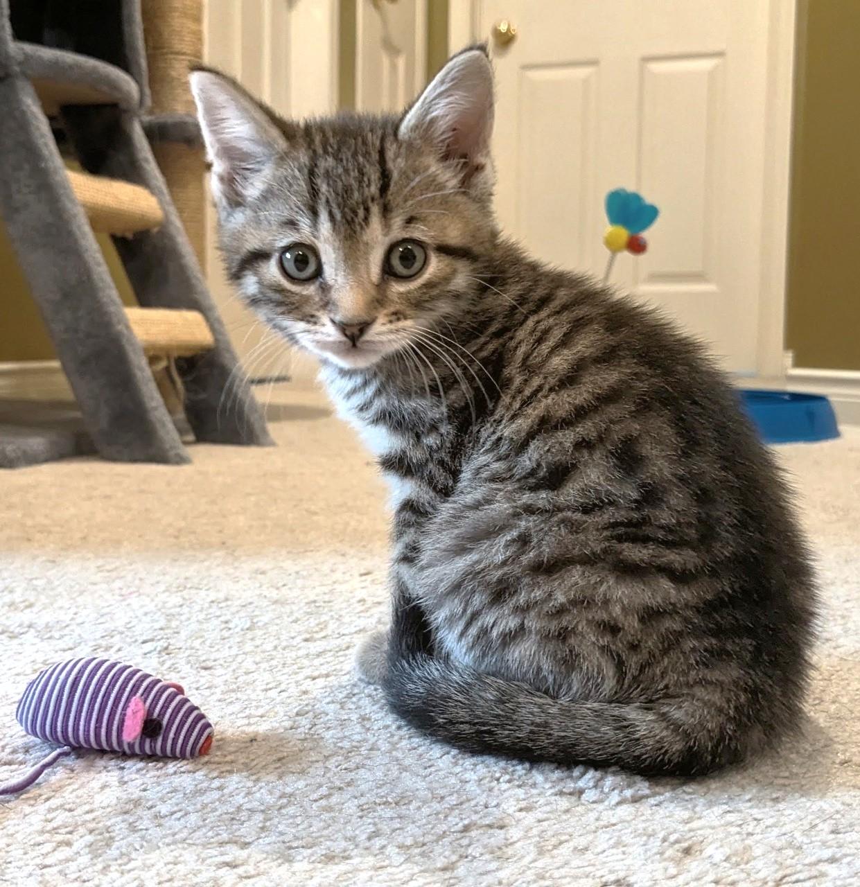 Twix, a Adoptable Tabby in Stoney Creek, ON image 1/4