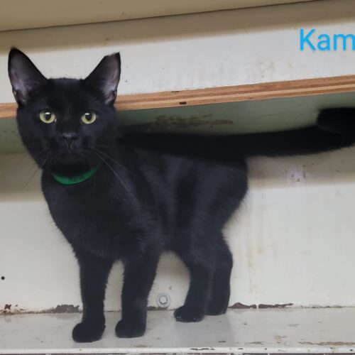 Kamori, Adoptable, Young Female Domestic Short Hair.