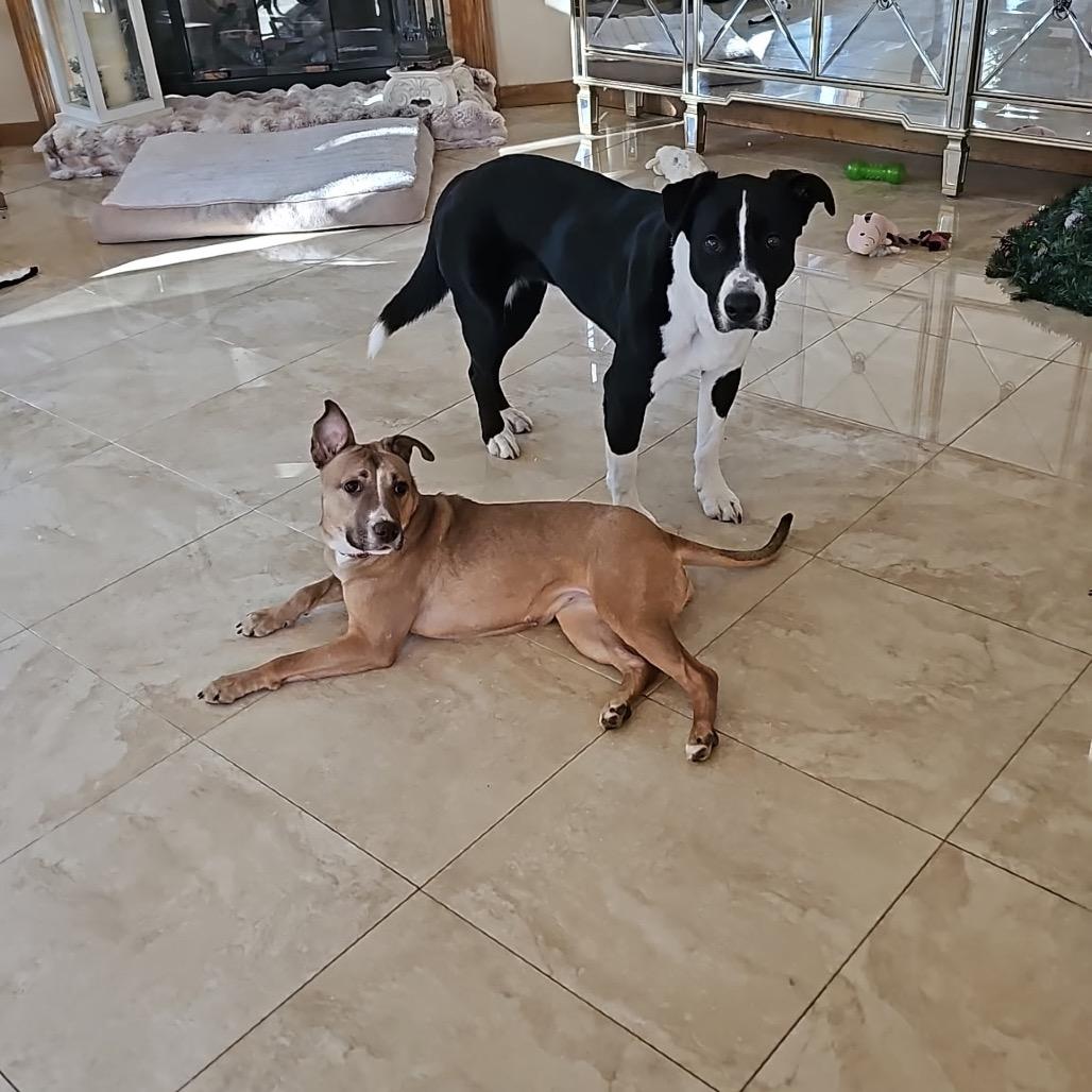 Enlarge Ezra, a Adoptable Mixed Breed in Weimar, CA image 2/6