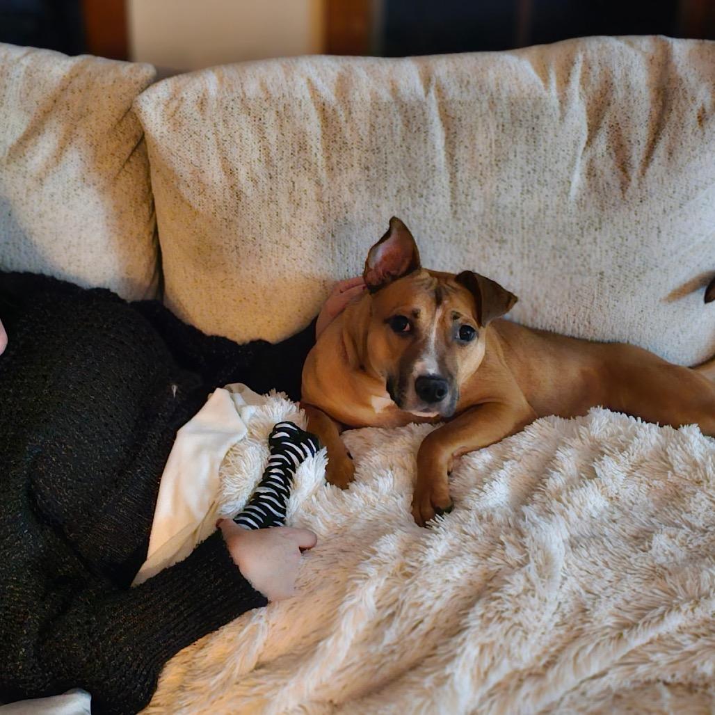 Enlarge Ezra, a Adoptable Mixed Breed in Weimar, CA image 3/6