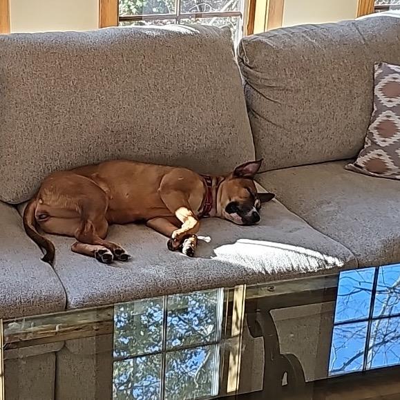 Enlarge Ezra, a Adoptable Mixed Breed in Weimar, CA image 4/6