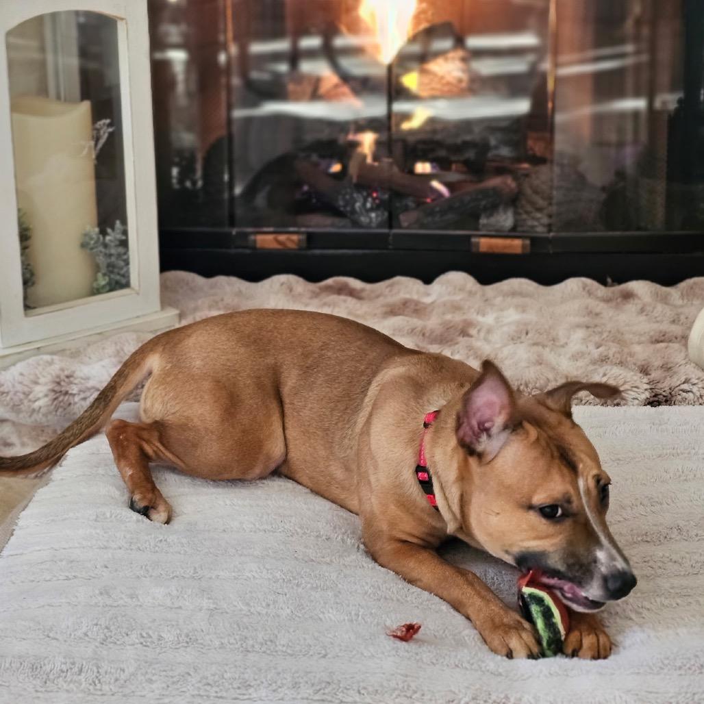 Enlarge Ezra, a Adoptable Mixed Breed in Weimar, CA image 5/6