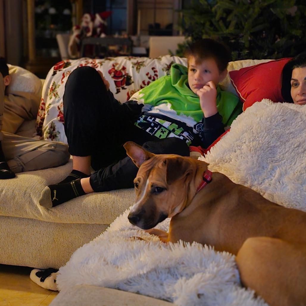 Enlarge Ezra, a Adoptable Mixed Breed in Weimar, CA image 6/6