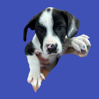 Enlarge Jams, a Adoptable mixed breed in Tuscaloosa, AL image 1/1