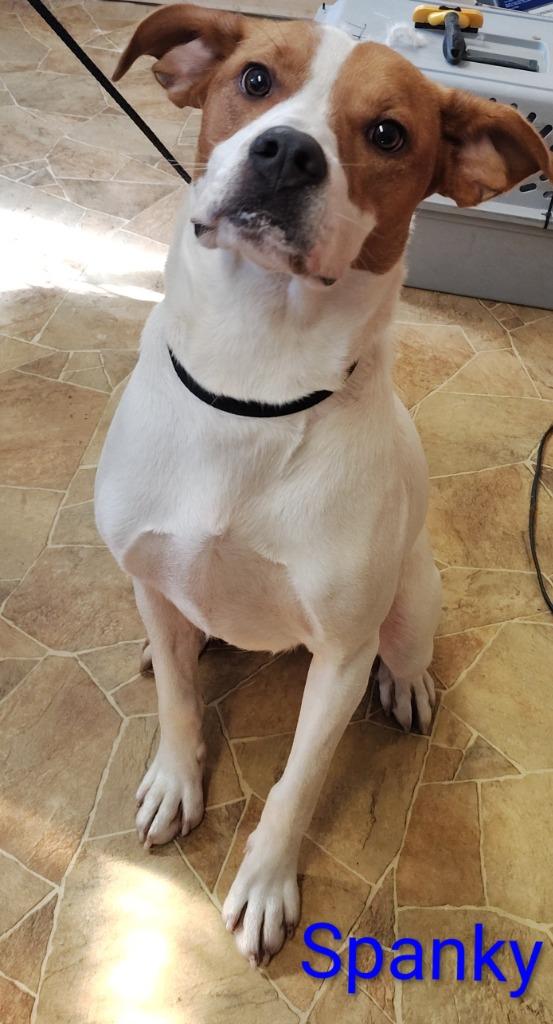 Spanky, Adoptable, Adult Male Staffordshire Bull Terrier & Great Pyrenees.