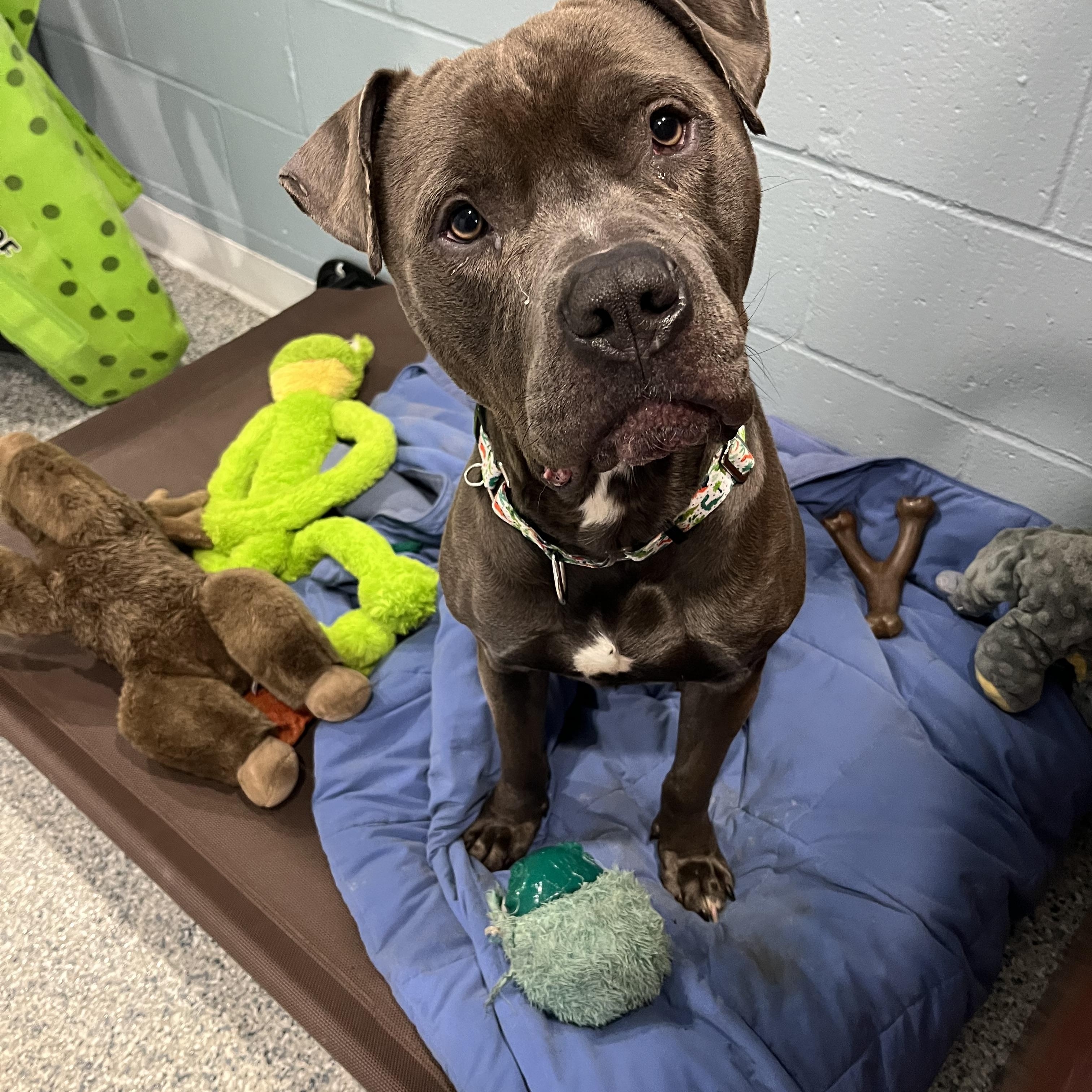 Enlarge Eddie, an adopted mixed breed in Watertown, CT image 3/6